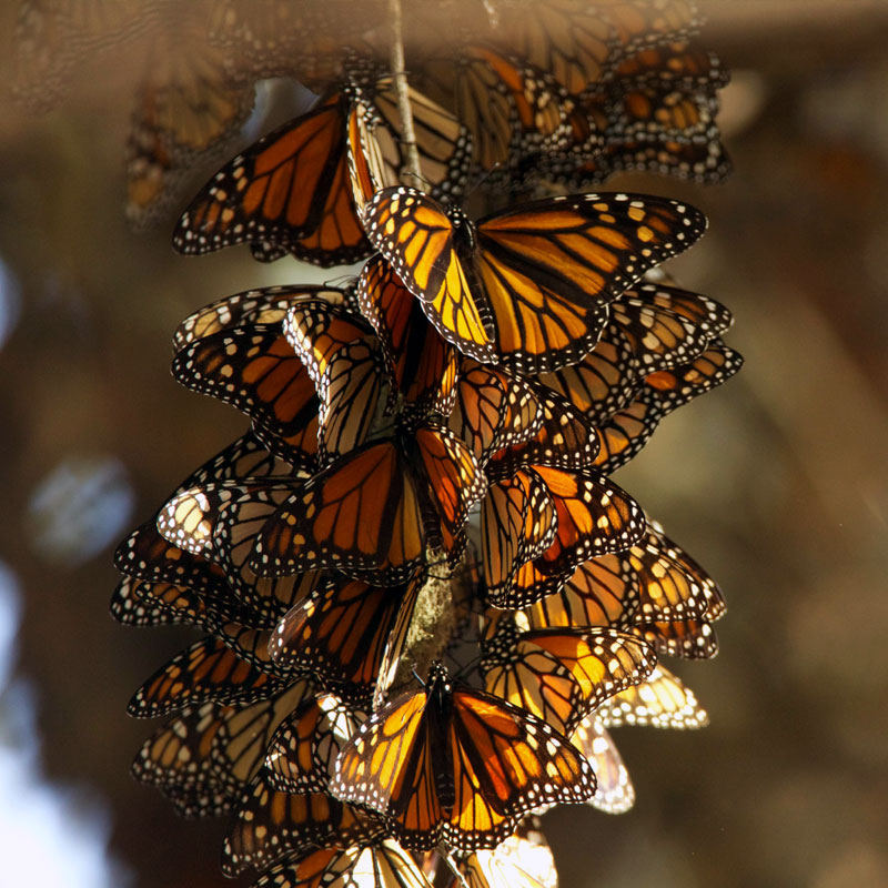 Save the Monarchs